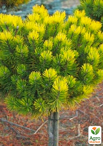 Сосна горная на штамбе "Офир" (Pinus mugo "Ophir") С2, высота от 30-50см - фото 3