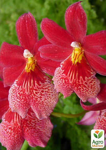 Орхидея Камбрия "Burrageara Nelly Isler" - фото 2
