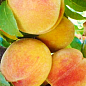 Персик "Франсуаза" (літній сорт, ранній термін дозрівання)