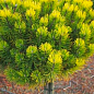 Сосна гірська на штамбі "Офір" (Pinus mugo "Ophir") С2, висота від 30-50см цена