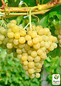 Виноград вегетирующий винный "Цитрон Магарача" 2