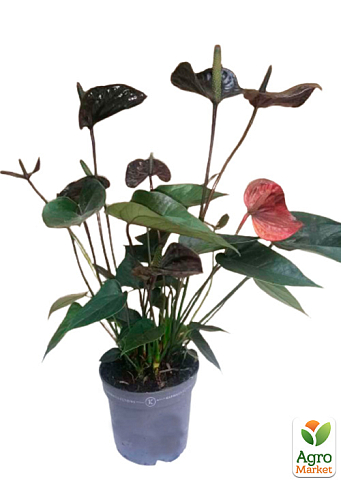 Антуриум (Anthurium) "Black Love" - фото 5