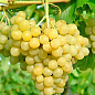 Виноград вегетирующий винный "Цитрон Магарача" 