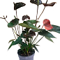 Антуриум (Anthurium) "Black Love"