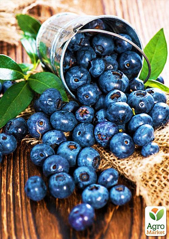 Лохина (чорниця садова) "Спартан" (середній термін дозрівання, високостійкий до хвороб) - фото 6