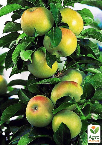 Яблоня колоновидная "КВ-109" (зимний сорт, поздний срок созревания)