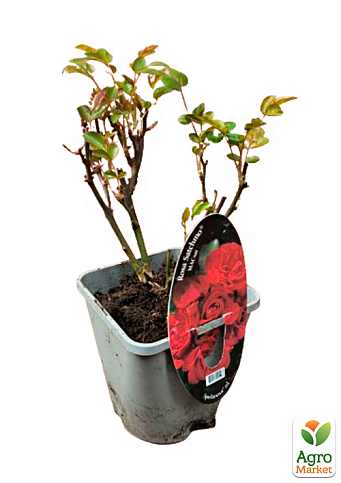 LMTD Троянда 2-х річна "Satchmo" (укорінений саджанець у горщику, висота 25-35см) - фото 4