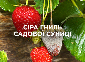 Сіра гниль (ботритіс) на суниці — причини та боротьба | Agro-market