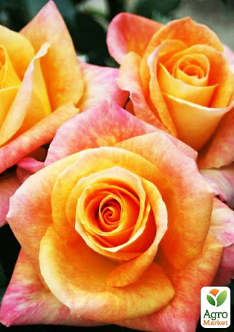 Роза чайно-гибридная "Версилия" (саженец класса АА+) высший сорт - фото 3