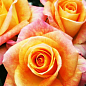 Роза чайно-гибридная "Версилия" (саженец класса АА+) высший сорт цена
