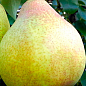 Груша "Вера" (зимний сорт, поздний срок созревания)