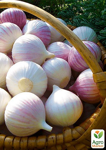 Эксклюзив! Чеснок посадочный (однозубка) "Мюнхгаузен" (Munchhausen) (премиальный крупный сорт) Украина 200г - фото 5