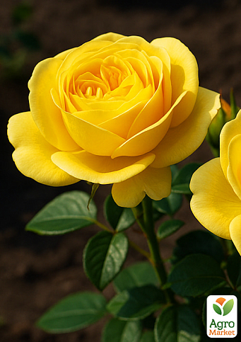 Роза пионовидная "Кассандра" (саженец класса АА+) высший сорт - фото 4