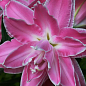 Лилия Махровая "Lotus Wonder" 