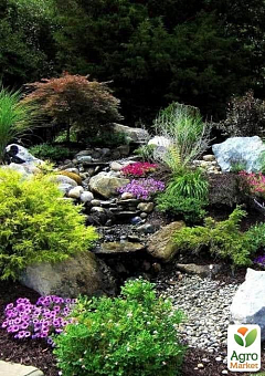 Комплект рослин "Рокарій" (Rockery)12