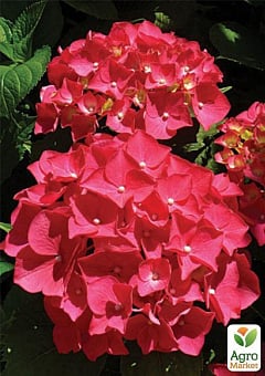 Гортензия крупнолистная красная "Красная красавица" (Red beauty)12