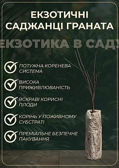 Гранат "Маліссі" (середній термін дозрівання)24
