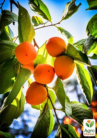 Хурма на віргінській морозостійкій підщепі  "Мідер" вищий сорт!