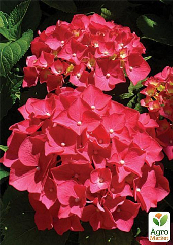 Гортензия крупнолистная красная "Красная красавица" (Red beauty) - фото 6