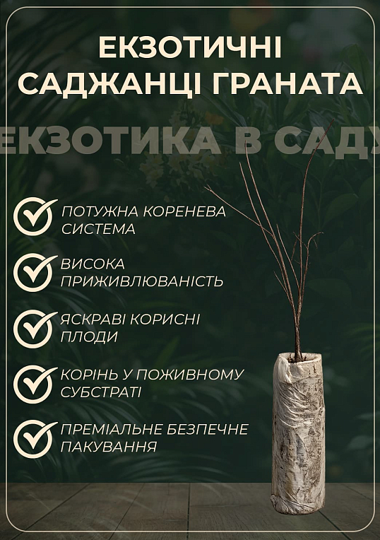 Гранат "Маліссі" (середній термін дозрівання) - фото 4