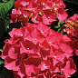Гортензия крупнолистная красная "Красная красавица" (Red beauty)