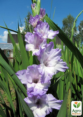 Гладіолус "Blue Frost" 3шт - фото 5