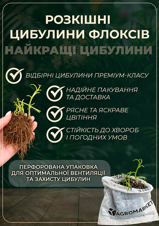 Флокс многолетний "Uspech" - фото 2