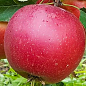 Яблоня "Элиза" (крупноплодный сорт, поздний срок созревания)