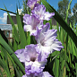 Гладіолус "Blue Frost" 3шт