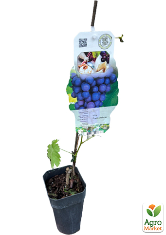 LMTD Виноград "Frankental" (сортовий, укорінений) - фото 3