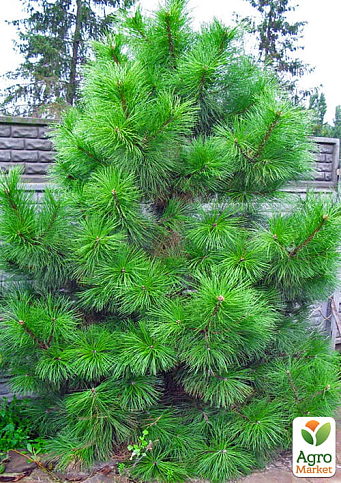 Сосна Орегонская (Рinus ponderosa) С10, высота 100-130см - фото 4