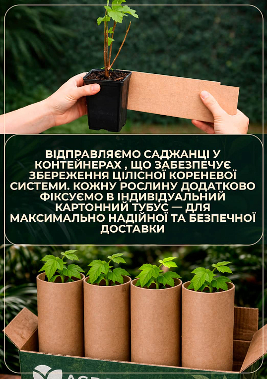 LMTD Смородина "Jonkheer Van Tets" (сортова, укорінена) висота 50-70см