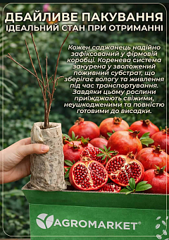 Гранат "Хіджаз" (кисло-солодкий сорт, середній термін дозрівання)14