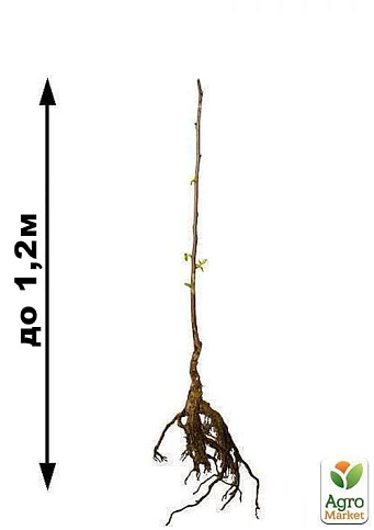Хурма на віргінській морозостійкій підщепі "Персімон" вищий сорт! - фото 7