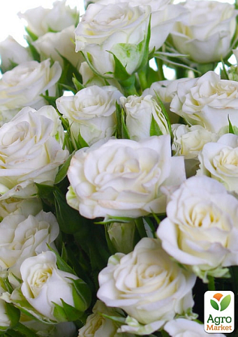 Троянда дрібноквіткова (спрей) "Вайт Леді" (саджанець класу АА+) вищий сорт - фото 2
