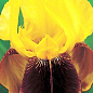 Ирис бородатый крупноцветковый "Rajah Brooke"  1шт в упаковке