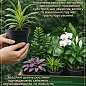 Гузмания красная (Guzmania sanguinea) "Calypso"