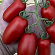 Томат индетерминантный "Визард F1" ТМ "Lark Seeds" 250шт