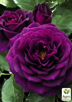 Ексклюзив! Троянда флорибунда "Пурпур" (Purple) (саджанець класу АА+) вищий сорт1