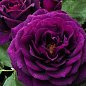 Эксклюзив! Роза флорибунда "Пурпур" (Purple) (саженец класса АА+) высший сорт