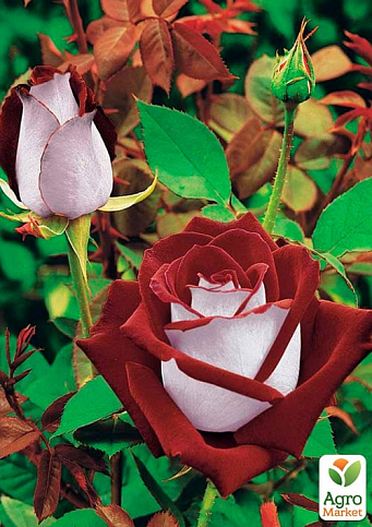 Роза чайно-гибридная "Осирия" (саженец класса АА+) высший сорт