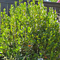 LMTD Лавр вічнозелений пишний кущ 6-ти річний "Laurus nobilis" (висота 80-120см)