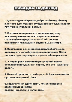 Эксклюзив! Облепиха "Августина"(женская) (ранний срок созревания, высокоурожайный и крупноплодный сорт) 16