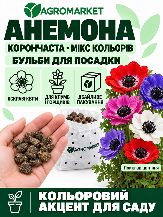 Анемона простая красная "Hollandia" (размер 5/6 , крупный) 5шт в упаковке