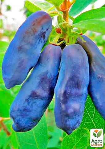 Жимолость "Синий банан" (высокоурожайный, крупноплодный сорт) - фото 4