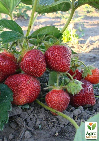 Эксклюзив! Клубника ремонтантная "Красная мечта" (премиальный сорт) - фото 8