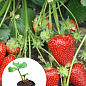 Клубника садовая "Сирия" (среднеранняя, укорененная в контейнере)