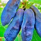 Жимолость "Синий банан" (высокоурожайный, крупноплодный сорт)