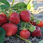 Эксклюзив! Клубника ремонтантная "Красная мечта" (премиальный сорт)