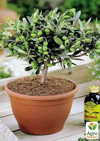 Оливковое Дерево "Olea Europaea" (мини штамб) высота 35-45см - фото 7